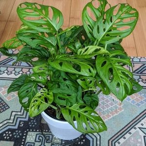 Monstera Adosonii Swiss cheese
